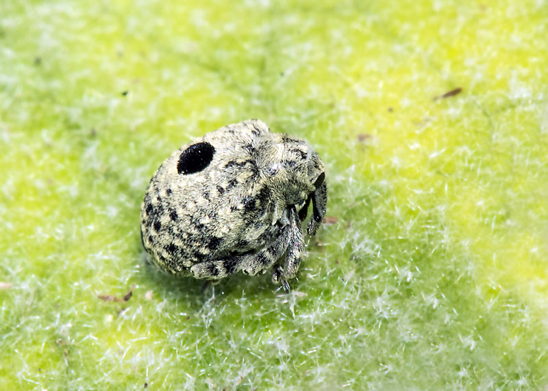 Curculionidae: Cionus hortulanus?